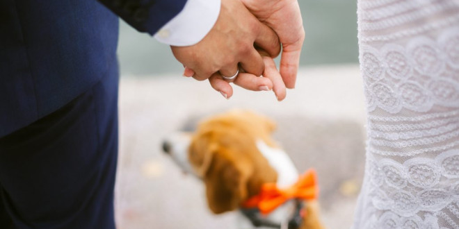 Bride Sends Bridesmaids Down the Aisle With Senior Shelter Dogs Instead of Flowers